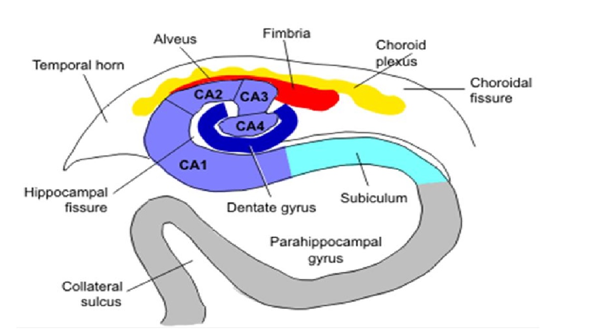 Hippocampal Complex and Treatment